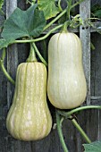 SQUASH BUTTERNUT AERIAL