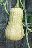 SQUASH BUTTERNUT AERIAL