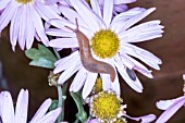 SLUG AT NIGHT ON AUTUMN CHRYSANTHEMUM