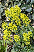 EUPHORBIA AMYGDALOIDES VAR. ROBBIAE