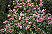 CAMELLIA X WILLIAMSII E.G.WATERHOUSE