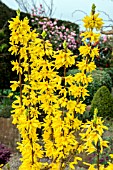 FORSYTHIA INTERMEDIA GOLDEN NUGGET