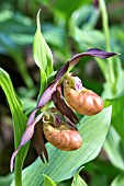 CYPRIPEDIUM SCHOKO