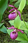 CYPRIPEDIUM VENTRICOSUM