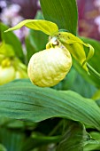 CYPRIPEDIUM URSEL