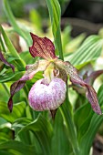 CYPRIPEDIUM AKI