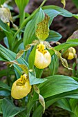 CYPRIPEDIUM PARVIFLORUM VAR. PUBESCENS