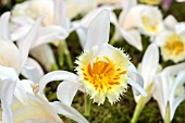 PLEIONE GRANDIFLORA