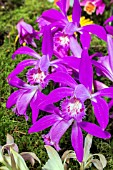 PLEIONE GRANDIFLORA (PINK)