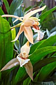 COELOGYNE LAWRENCEANA