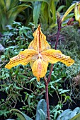 PAPHIOPEDILUM DOLLGOLD