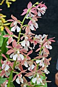 CALANTHE BICOLOR