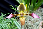 PAPHIOPEDILUM HURSUTISSIMUM