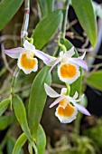 DENDROBIUM LODDIGESII ALBA