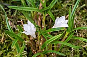 DENDROBIUM SUBULIFERUM