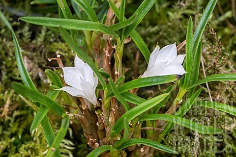 DENDROBIUM_SUBULIFERUM