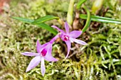 DENDROBIUM SERANICUM