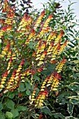 IPOMOEA LOBATA (SYN. MINA LOBATA)