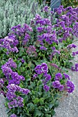 LIMONIUM PEREZII