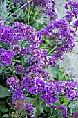 LIMONIUM PEREZII