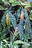 BEGONIA MACULATA