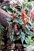 BEGONIA MACULATA