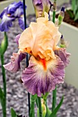 IRIS UNDERCURRENT