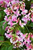 LATHYRUS VERNUS DARK PINK