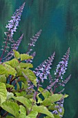 PLECTRANTHUS FRUTICOSUS