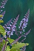 PLECTRANTHUS FRUTICOSA