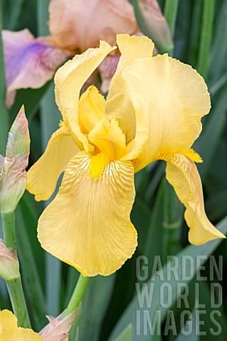 IRIS_BENTON_APOLLO