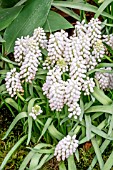 MUSCARI AUCHERI WHITE MAGIC