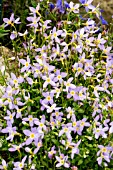 HOUSTONIA CAERULEA