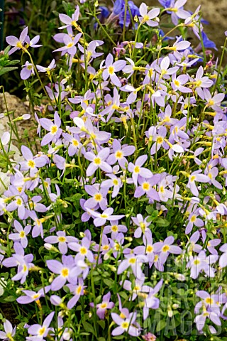 HOUSTONIA_CAERULEA
