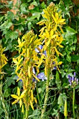 ASPHODELINE LUTEA