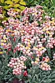 HELICHRYSUM AMORGINUM RUBY CLUSTER