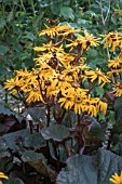 LIGULARIA BRITT-MARIE CRAWFORD