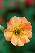 GEUM TOTALLY TANGERINE