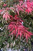 ACER PALMATUM EXTRAVAGANZA