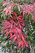 ACER PALMATUM EXTRAVAGANZA