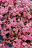 SEDUM WILDFIRE (SUNSPARKLER)