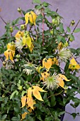CLEMATIS LITTLE LANTERNS (GOLD MEDAL)