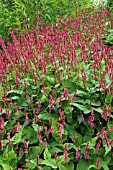 PERSICARIA AMPLEXICAULIS ATROSANGUINEA