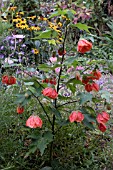 ABUTILON x HYBRIDUM ORANGE GLOW