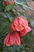 ABUTILON X HYBRIDUM ORANGE GLOW