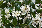 OSMANTHUS  X BURKWOODII AGM