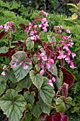 BEGONIA GRANDIS SUBSP. EVANSIANA