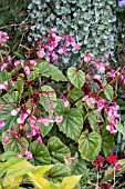 BEGONIA GRANDIS SUBSP. EVANSIANA