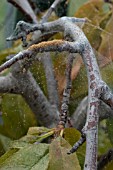 RED SPIDER MITE INFESTATION ON INDOOR PEACH