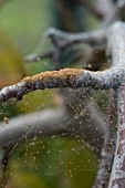 RED SPIDER MITE INFESTATION ON INDOOR PEACH TREE